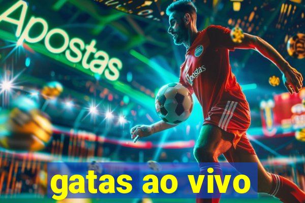 gatas ao vivo